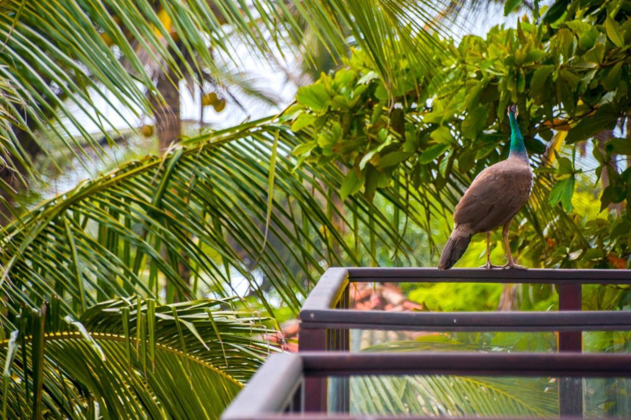 Ara Beach Resort Mirissa Kültér fotó